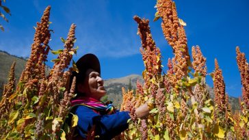 Sierra y Selva Exportadora